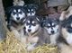Venta de perros Alaskan Malamute - Foto 1