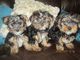 Yorkshire terrier cachorros en venta