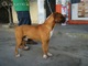 Boxer para cruza