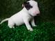 Buenas ofrezco macho bull terrier