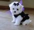 Cachorros bichon maltes toy - Foto 1