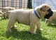 Cachorros bullmastiff chunky