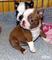 Cachorros de boston terrier preciosos de pura raza - Foto 1