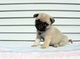 Cachorros de carlino pug en color arena,