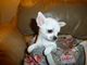 Cachorros de Chihuahua - Foto 1