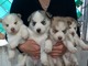 Cachorros de husky siberiano