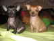 Cachorros de raza chihuahua