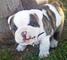 Cachorros Kc Reg Bulldog Inglés! - Foto 1