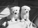 Cachorros maltés miniatura hermosas - Foto 1