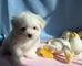 Cachorros maltés miniatura hermosas - Foto 2