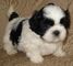 Calidad de la familia criado criado cachorros shih tzu para la