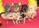 Chihuahua cachorros mini - Foto 1