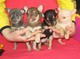 Chihuahua cachorros mini