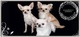 Chihuahuas exclusivos altamente seleccionados