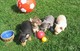 Chihuahuas Toys Preciosos - Foto 1