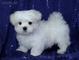 Excelentes cachorros Bichon Maltes - Foto 1