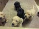 Fornidos Labrador cachorros 3 perras negras izquierda - Foto 1