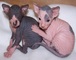 Gatitos sphynx con excelente pedigree.