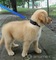 Golden retriver 2 meses disparasitados