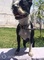 Hembra boston terrier en venta muy cariñosa y obediente