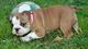 Hermosa kc reg. bulldog inglés cachorros