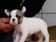 Hermosa Kc Reg. Cachorros bulldog francés - Foto 1