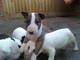 Hermosos cachorros bull terrier para adopcion libre