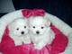 Hermosos cachorros de bichon