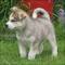 Hombre Increíble y Cachorros Hembra Husky siberiano - Foto 1