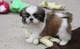 Impresionante shih tzu especial masculino y femenino cachorros