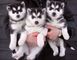 Impresionante siberian husky cachorros