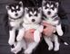 Impresionante Siberian Husky Cachorros - Foto 1