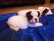 Impresionantes cachorros de Bulldog Ingles - Foto 1