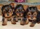 Juguete yorkshire terrier cachorros