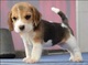Lnicio entrenado taza de té cachorros beagle listo para ir