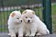 Los cachorros de perro chino para adopción