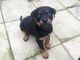 Los cachorros de Rottweiler para adopción - Foto 1