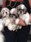 Los cachorros shih tzu listo