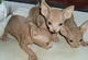 Macho y hembra gatitos sphynx con excelente pedigree