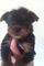 Midi macho Yorkshire Terrier Pup ListoYa - Foto 1