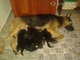 Pastor aleman cachorros en adopcion - Foto 1