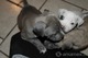 Pitt bull (cachorros) - Foto 1