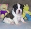 Preciosa camada de bulldog frances en adopcion - Foto 1