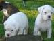 Puros cachorros boxer blancos crearon - Foto 1