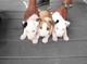 Regalo 2 cachorros adorable de bull terrier