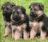 Regalo 7 cachorros de pastor alemán pura raza