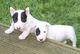 Regalo adorable bull terrier toy cachorros