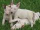 Regalo cachorros bull terrier miniatura