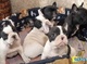 Regalo cachorros de bulldog frances