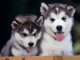 Regalo cachorros de husky desparasitados y pedigri